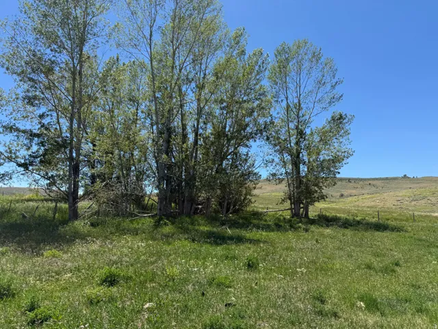 Expansive natural landscape featuring mature deciduous trees and a clear blue sky
