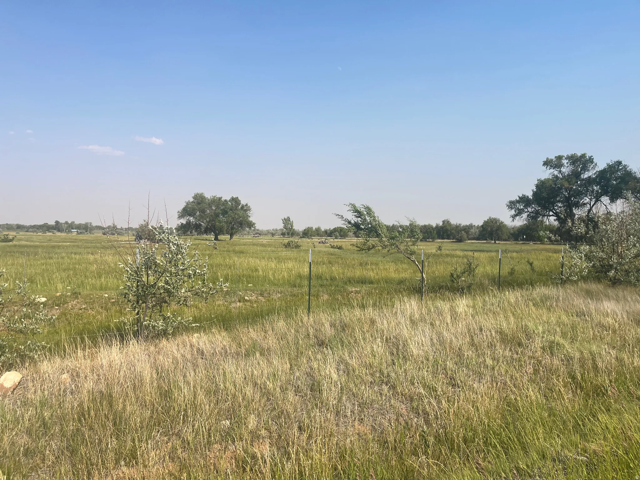 Expansive open fields featuring natural grasses and scattered mature trees