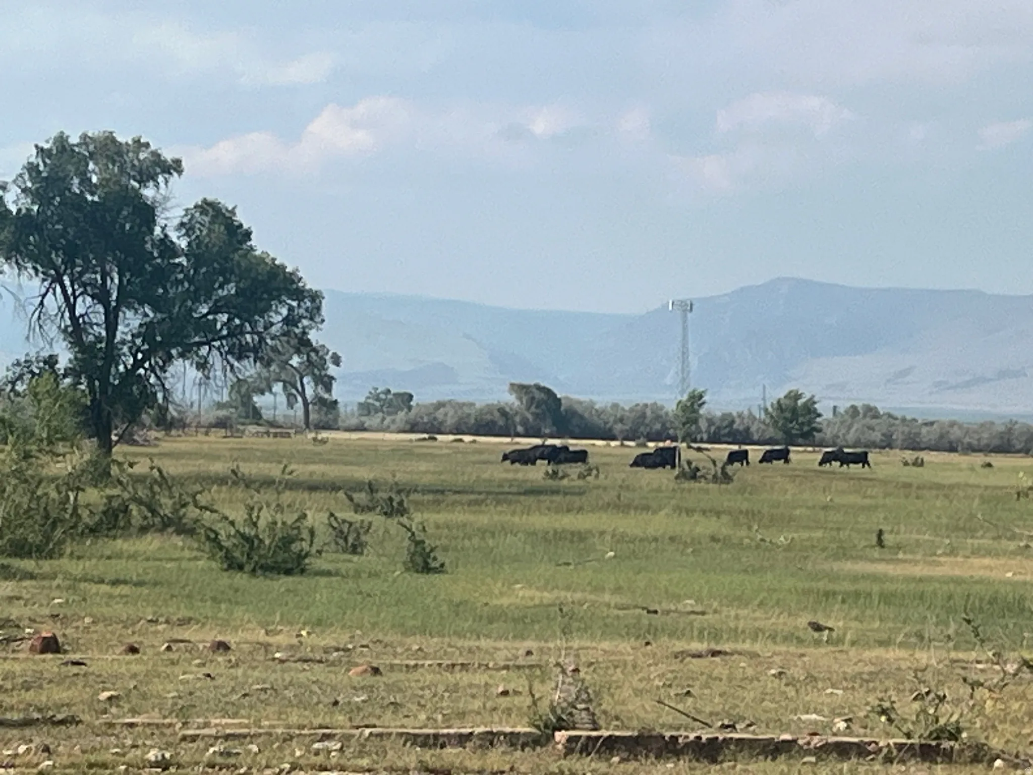 Expansive pastureland with scattered trees and distant mountain ranges