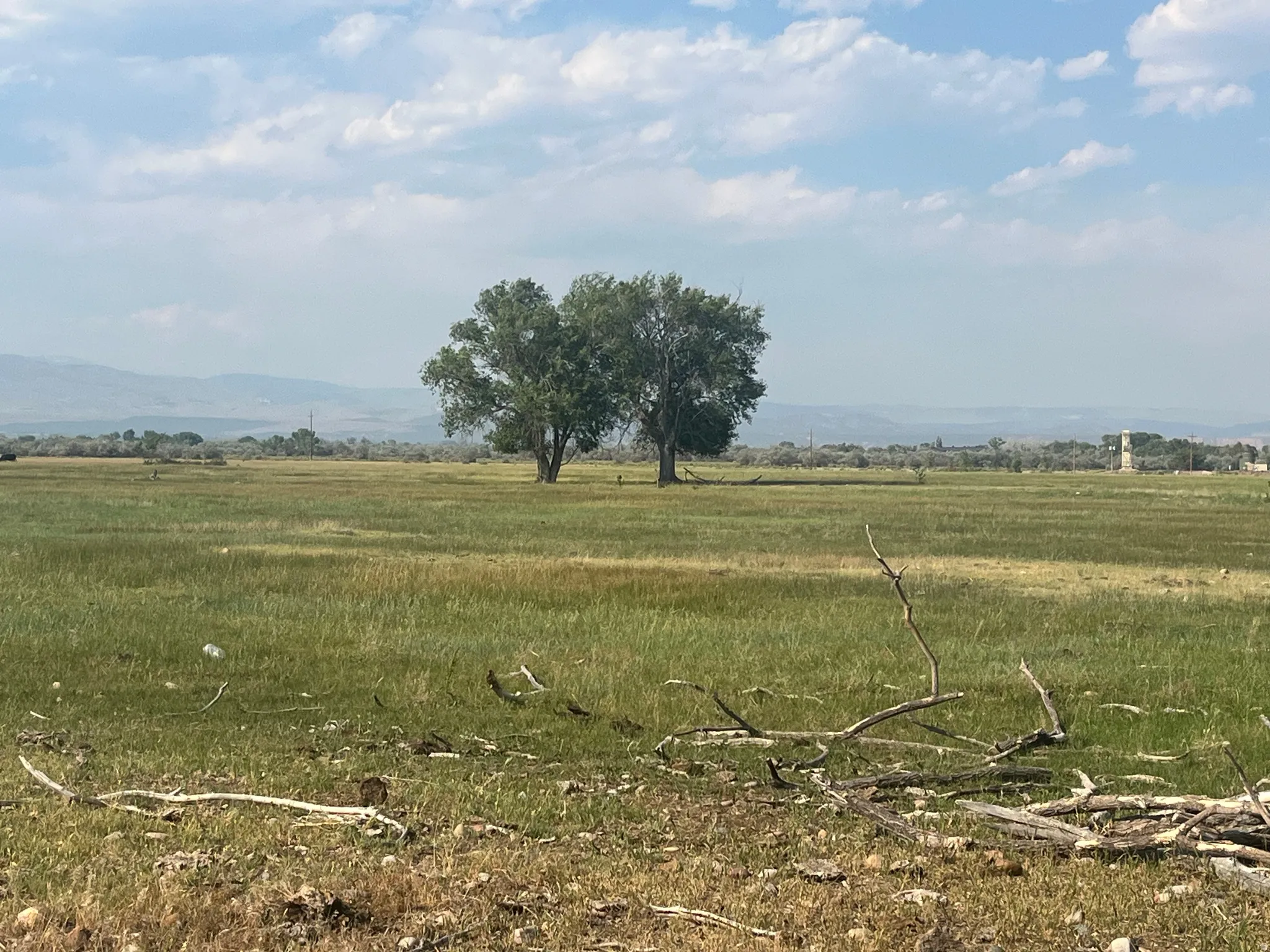 Expansive open field with scattered natural foliage