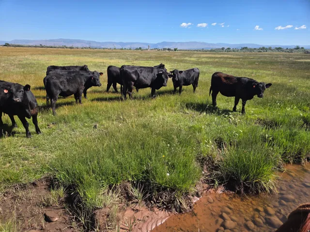 Expansive pastureland with lush green grass, featuring a natural water element with visible river stones, and a distant mountain range backdrop