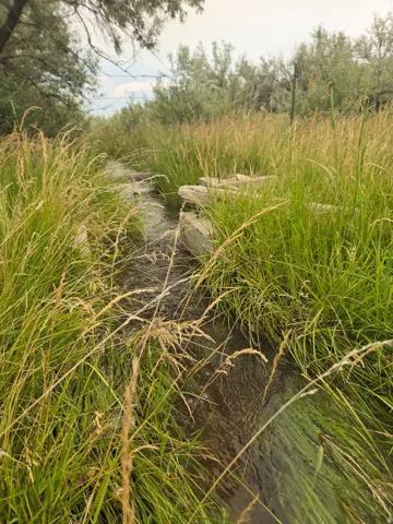 Natural stream flowing through a field of tall grasses