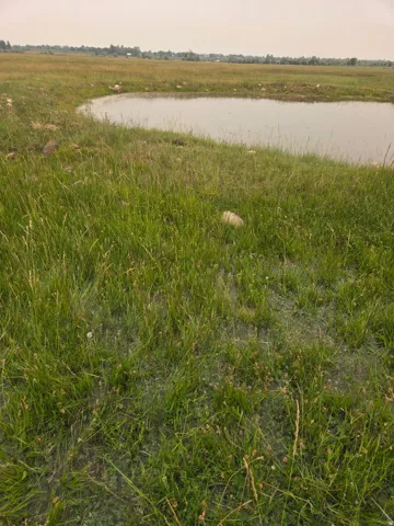 Expansive natural landscape featuring a pond surrounded by various grasses and distant foliage
