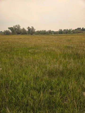 Expansive open field with natural grass and distant mature trees under a clear sky