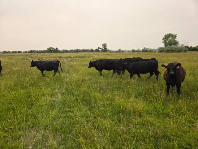 Expansive pasture land featuring lush green grasses and mature trees in the background