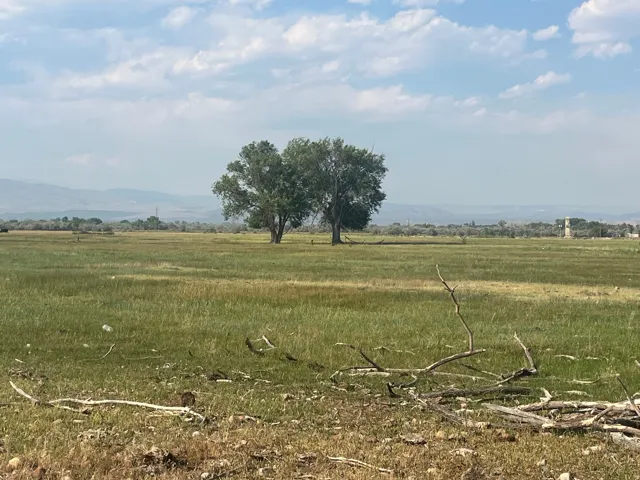 Expansive open field with scattered natural foliage