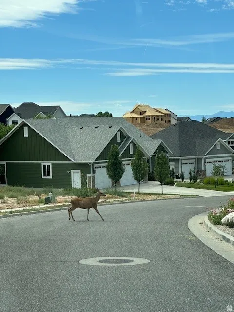 Deer wandering neighborhood