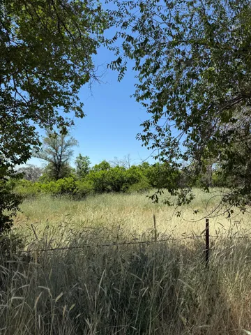Expansive grassy field framed by mature trees