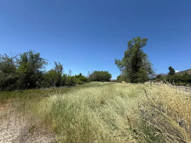Expansive open field featuring tall, natural grasses