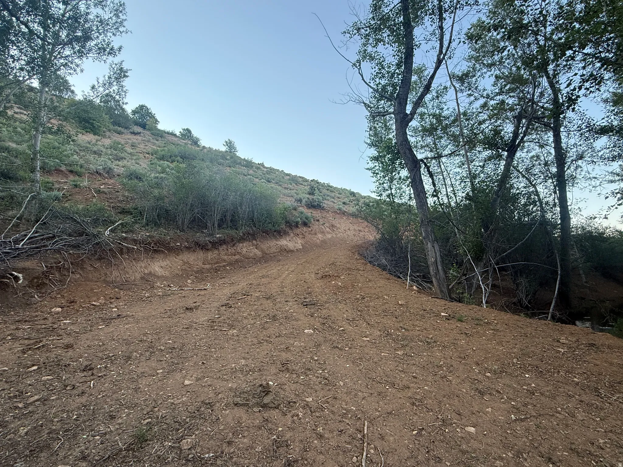 Graded dirt road winding through a natural, undeveloped landscape with mature trees and varied shrubbery