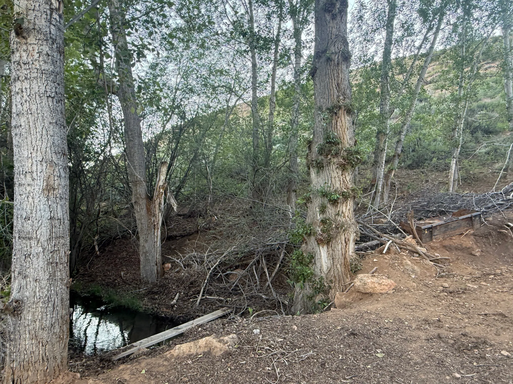 Natural wooded landscape featuring mature trees and a tranquil stream