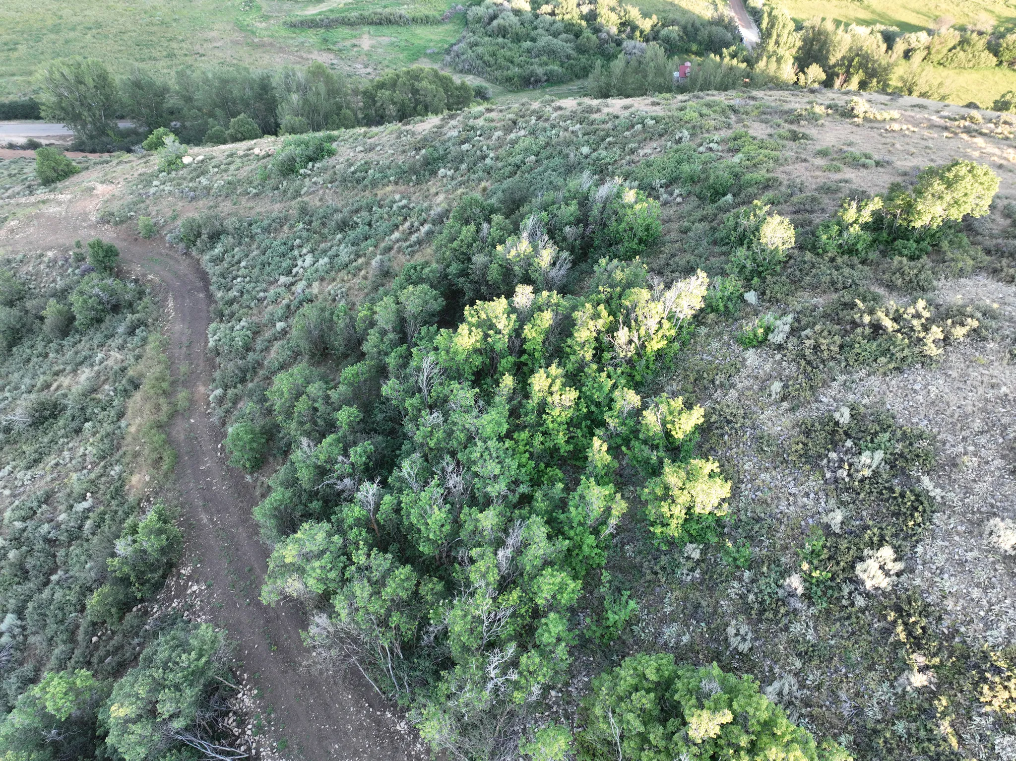 Natural terrain featuring a winding dirt path and varied foliage