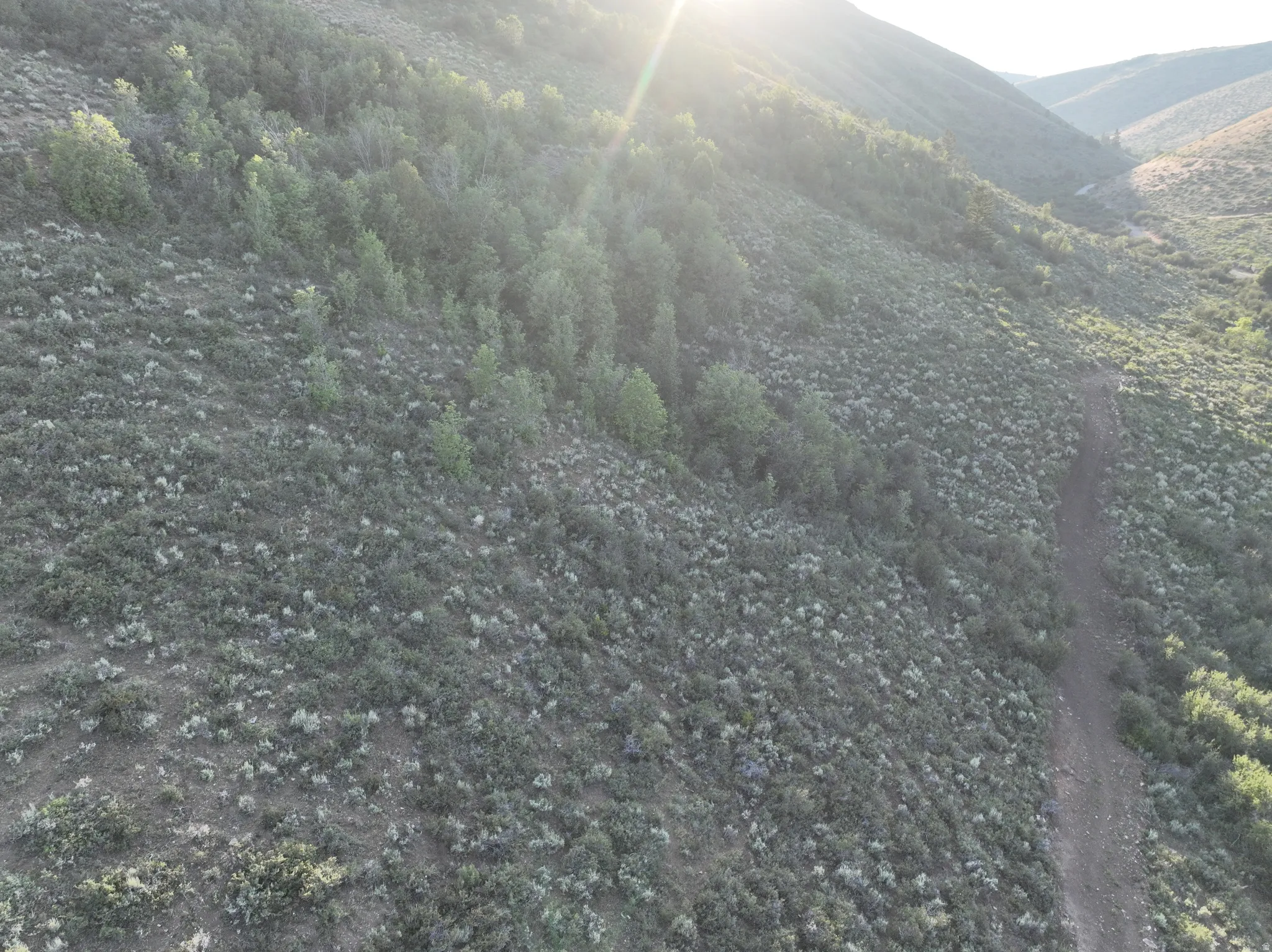 Sloping terrain featuring varied green foliage and a visible dirt path