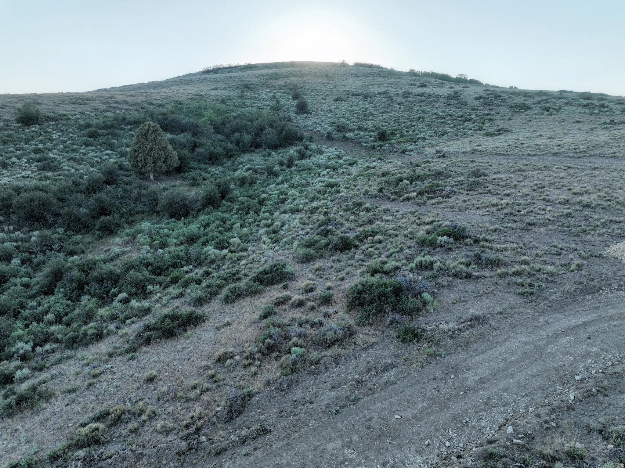 Expansive hillside property featuring natural vegetation, a prominent single tree, and a clear dirt path