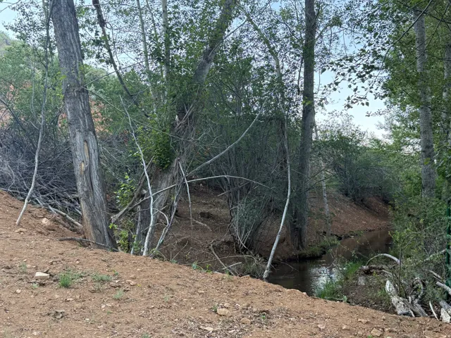 Natural creek meandering through a wooded property with mature trees and native foliage