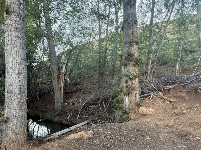 Natural wooded landscape featuring mature trees and a tranquil stream