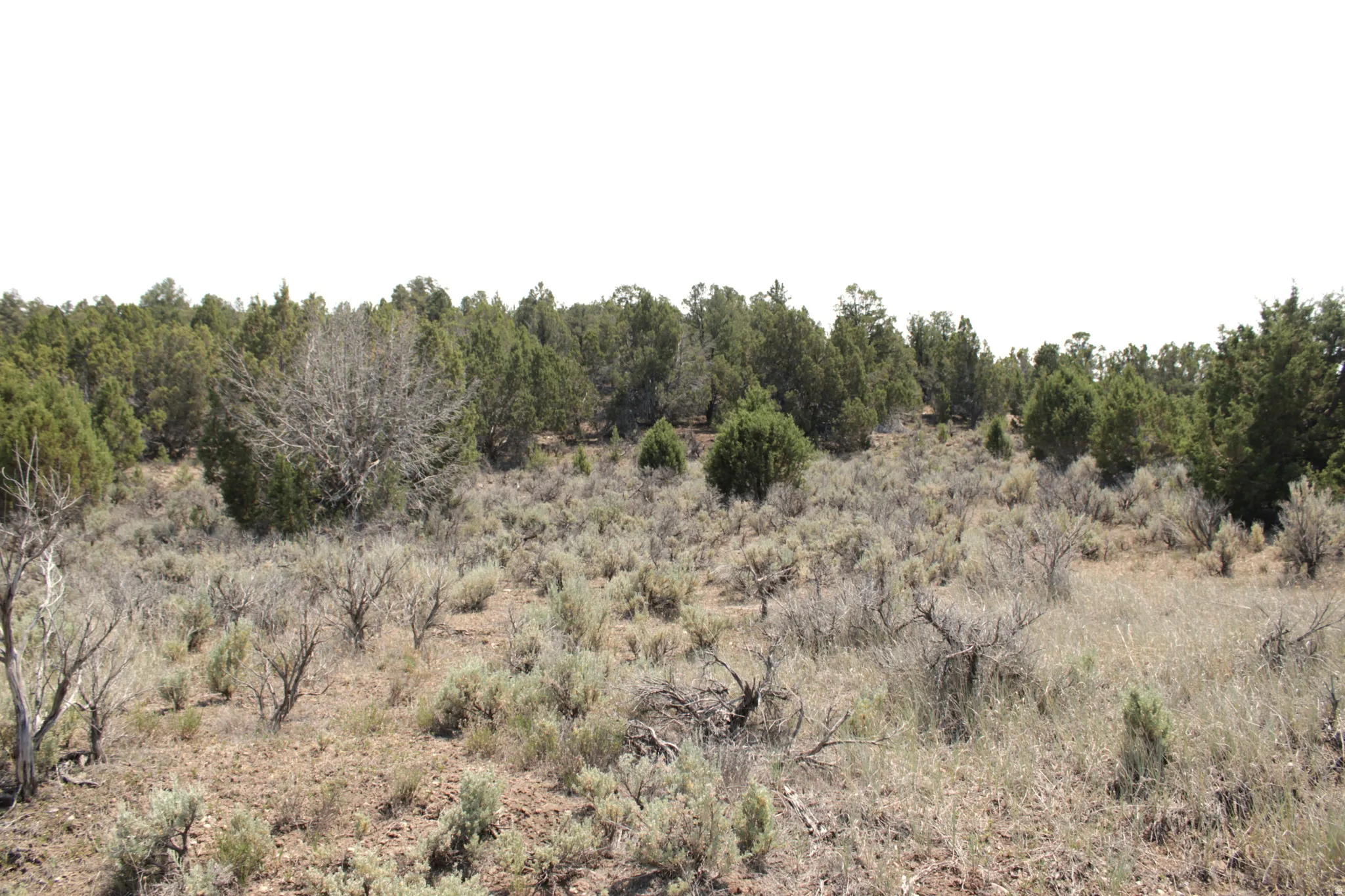Natural landscape featuring varied evergreen and shrub vegetation