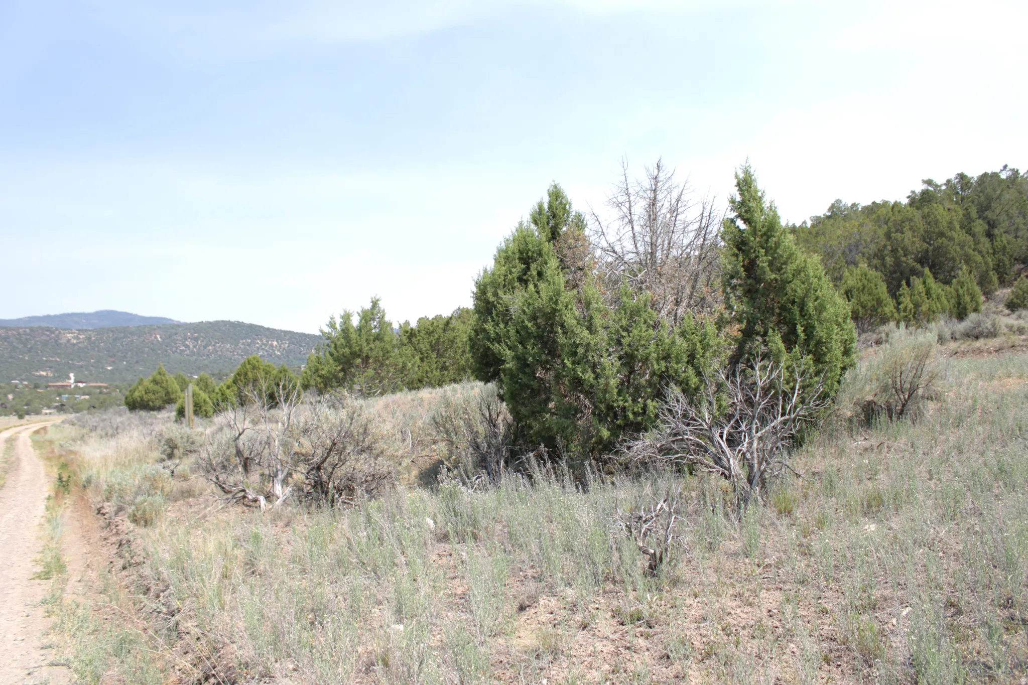 Expansive natural landscape featuring a dirt path, varied scrub brush, and numerous evergreen trees
