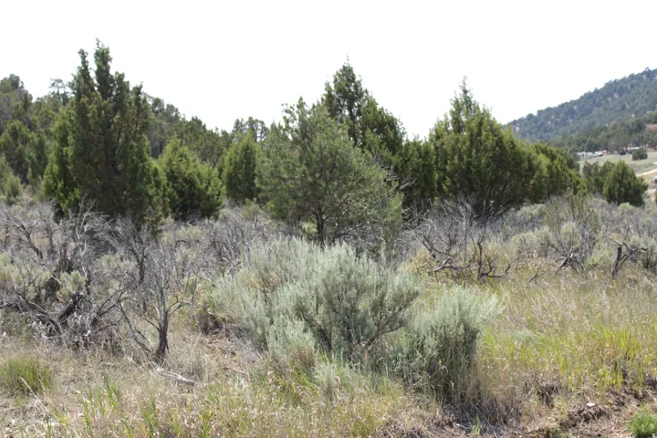 Expansive natural landscape featuring varied evergreen trees and native sagebrush