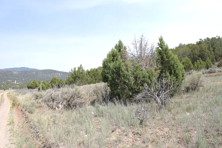 Expansive natural landscape featuring a dirt path, varied scrub brush, and numerous evergreen trees