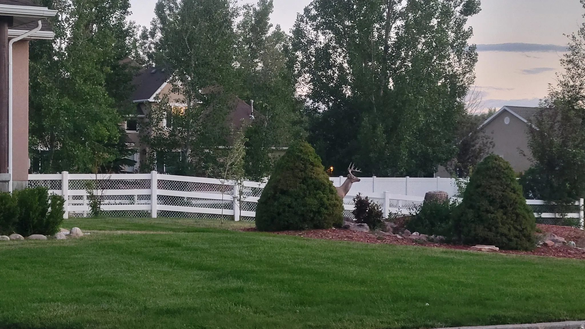 Expansive green lawn with mature trees and a white lattice fence