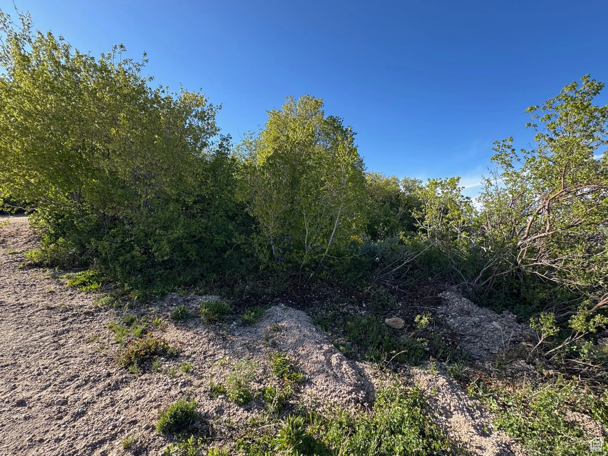 Expansive lot featuring a variety of mature trees and natural vegetation