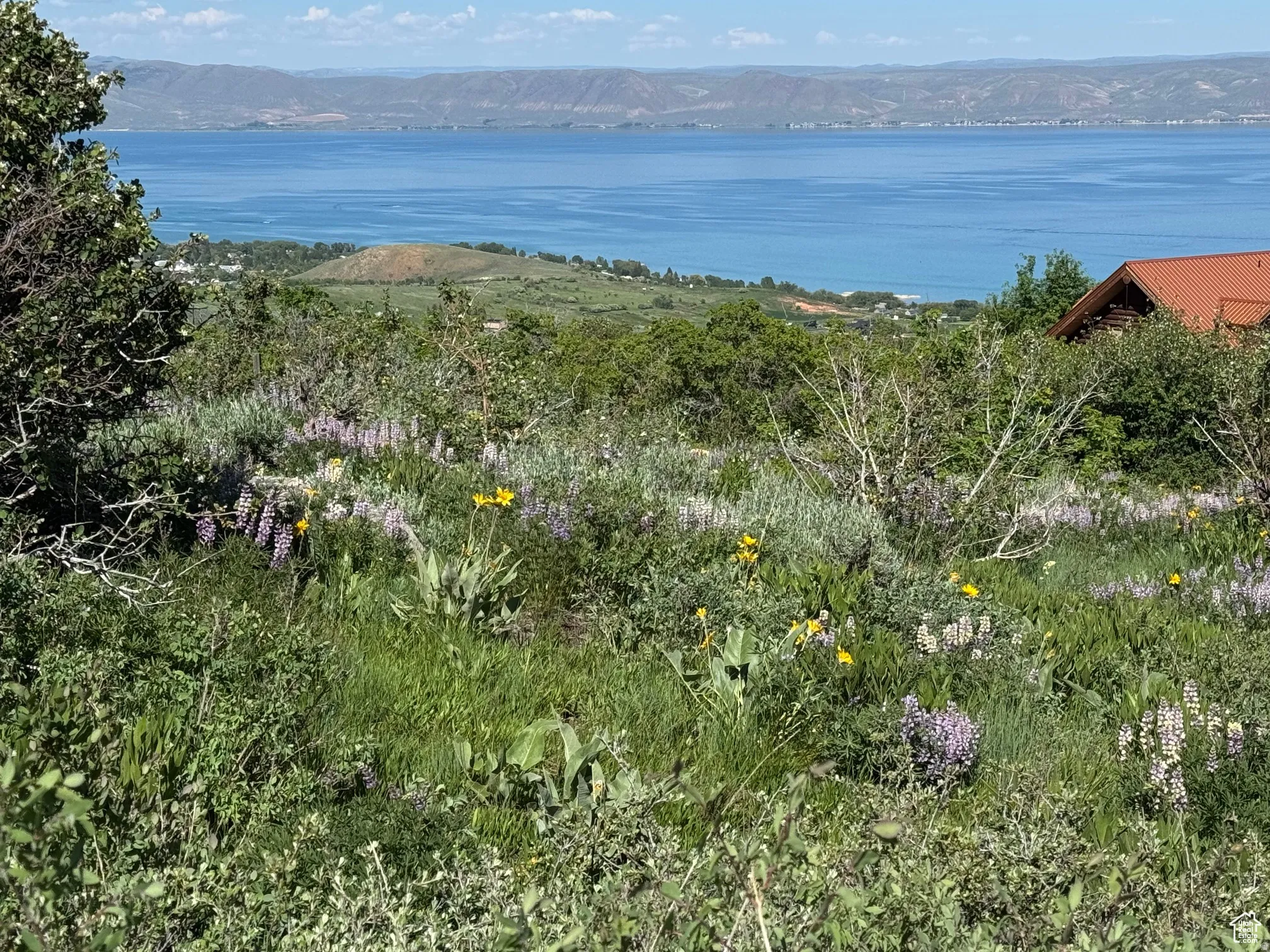 Expansive natural landscaping with varied green foliage and colorful wildflowers
