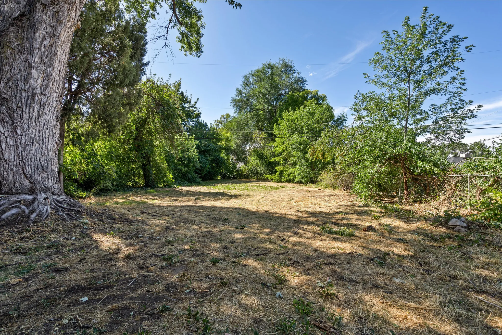 Expansive yard space surrounded by mature trees, featuring a large tree with exposed roots