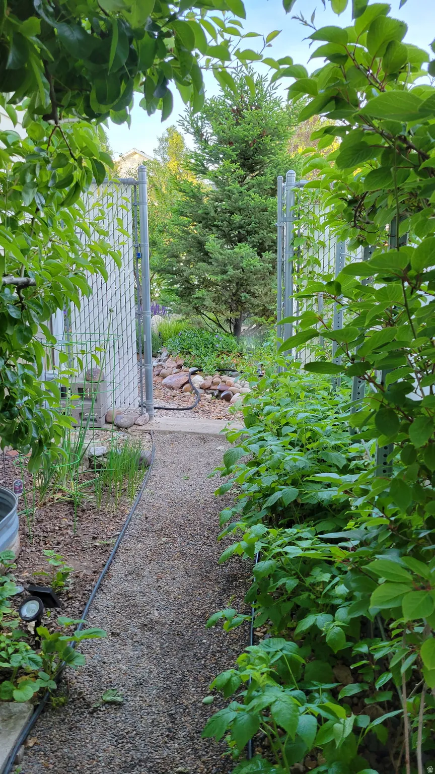 Gravel pathway framed by lush green foliage and a chain link fence