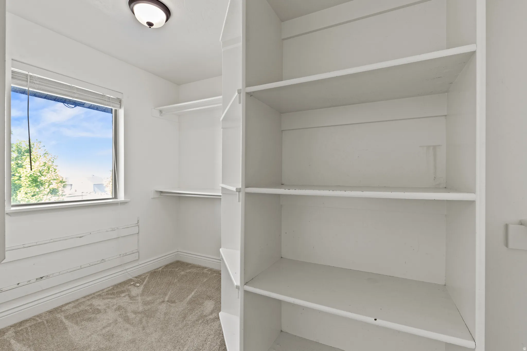 Walk-in closet featuring built-in shelving, carpet flooring, a window, and an overhead light fixture