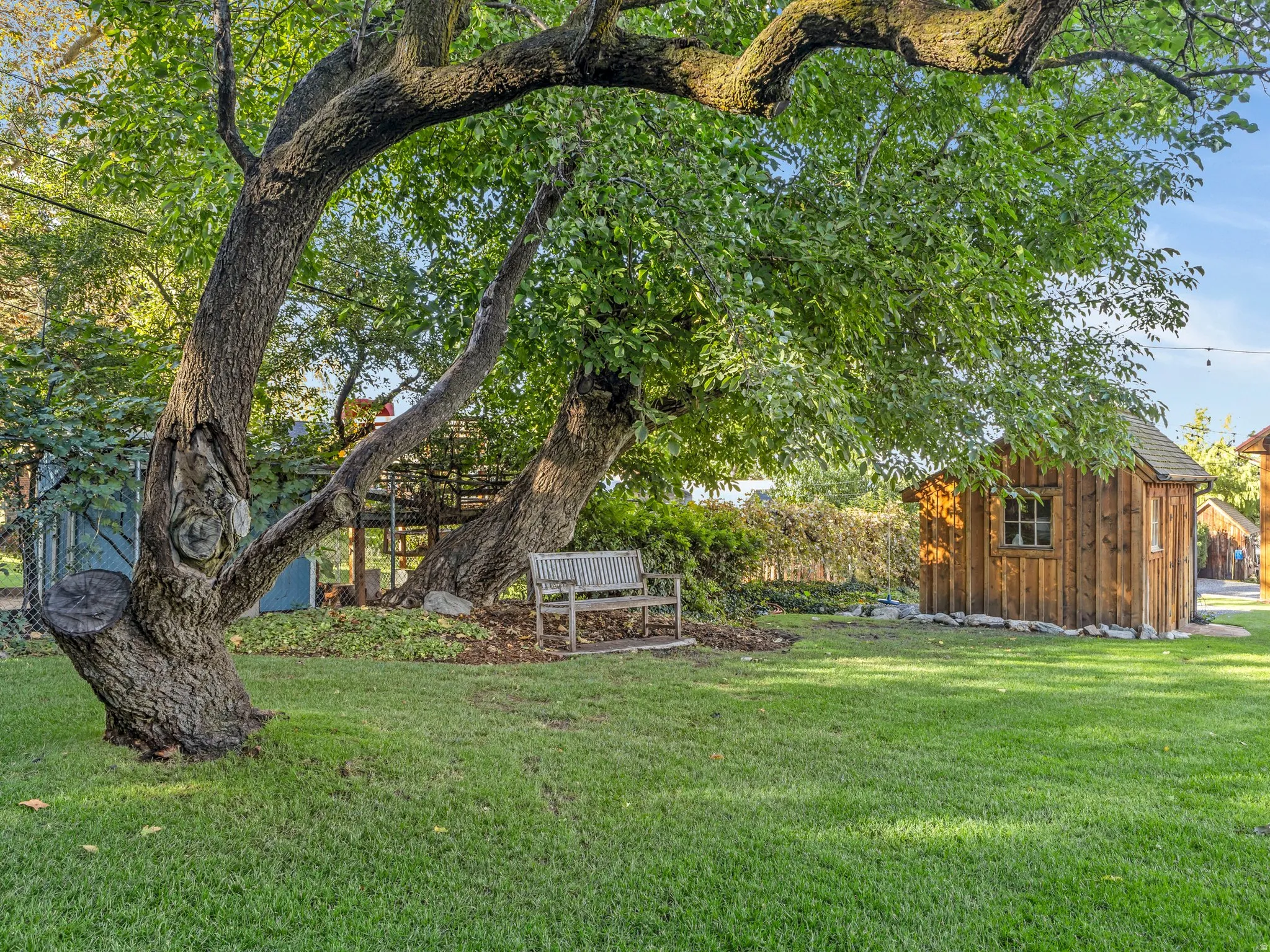 Expansive backyard featuring mature trees providing ample shade, a manicured lawn, and a rustic wooden shed with a shingled roof and paned window