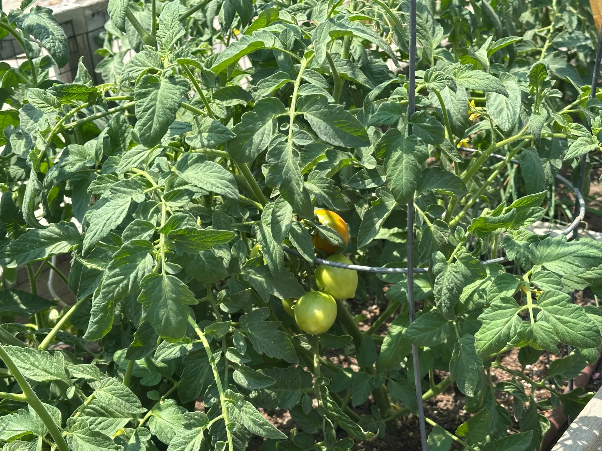 Garden planting featuring verdant foliage and developing fruit