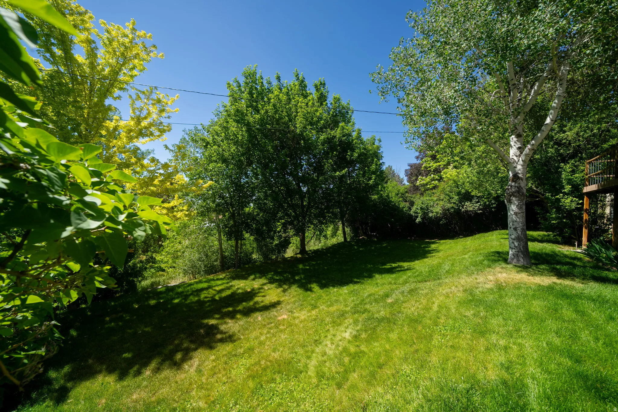 Lush green lawn with mature trees and natural landscaping