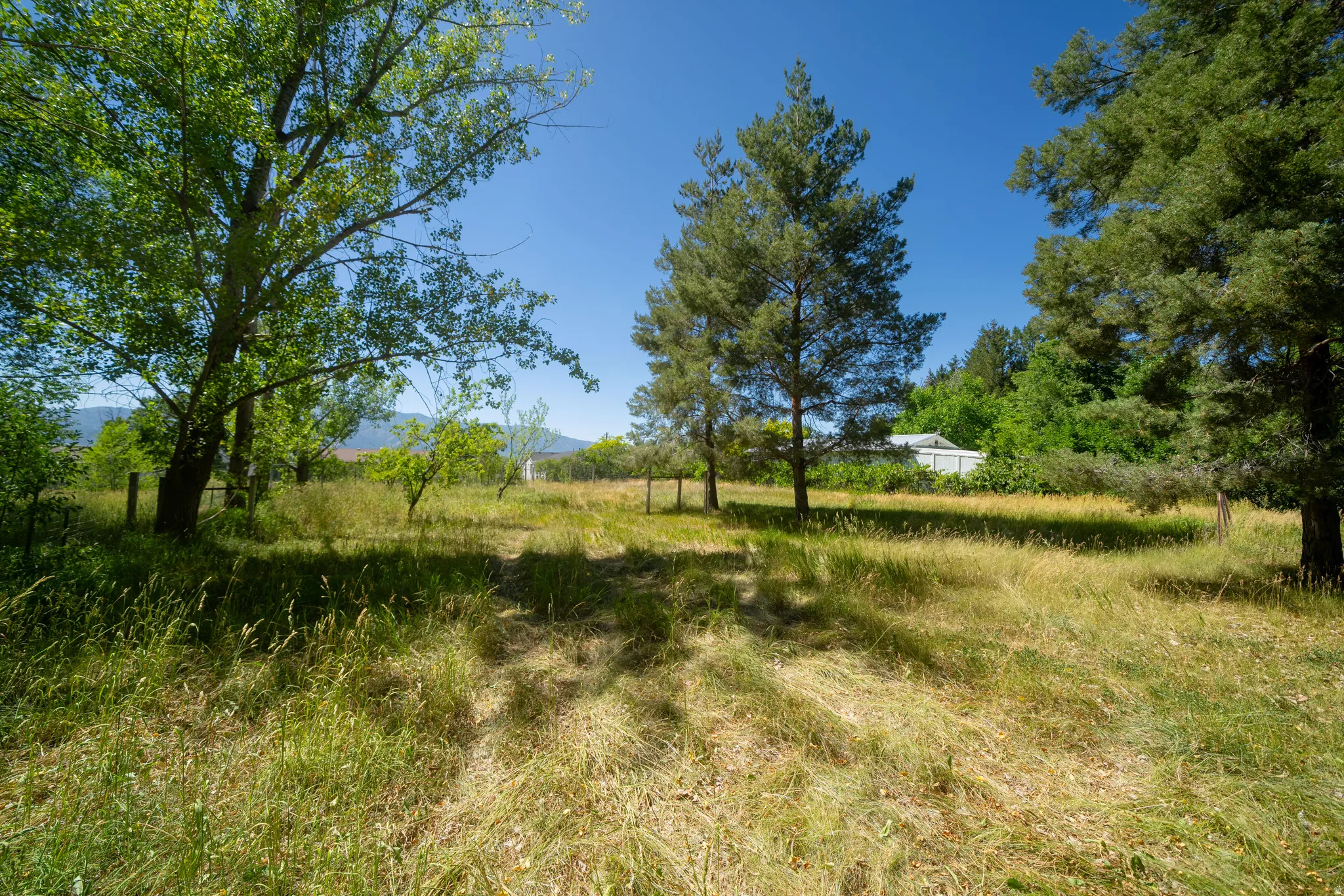 Expansive grassy terrain featuring established trees and distant mountain scenery