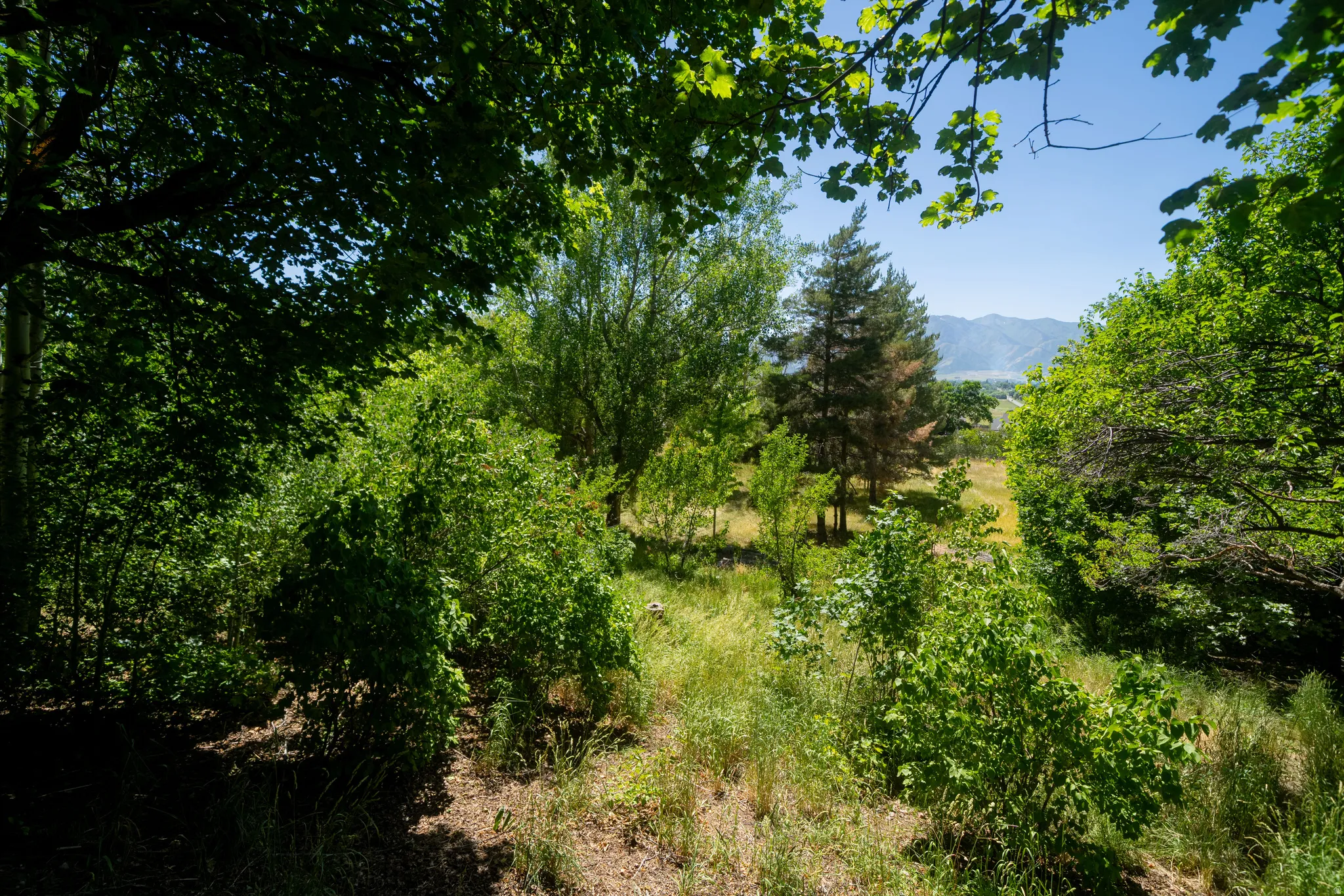 Expansive natural landscape featuring lush green foliage and mature trees