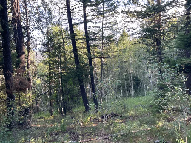 Wooded parcel featuring a mix of mature evergreen and deciduous trees, with a natural ground cover of grasses and foliage