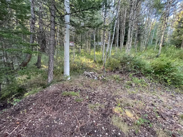 Wooded landscape featuring a mix of mature deciduous and evergreen trees, natural ground cover, and a subtle elevation change