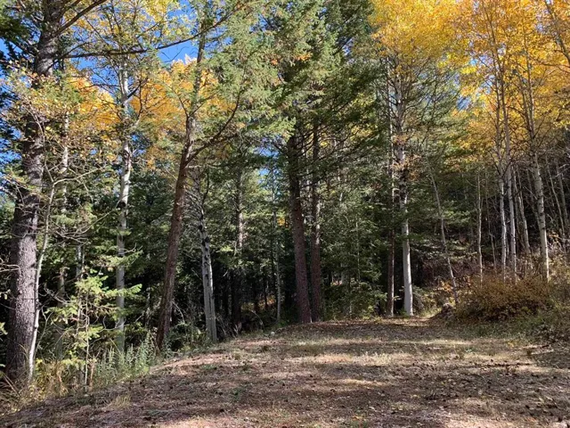 Wooded lot featuring mature evergreen and deciduous trees