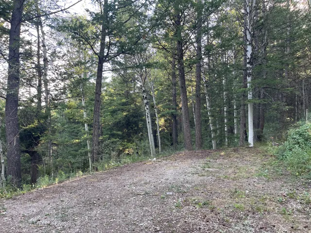 Wooded parcel featuring diverse tree species including mature evergreens and slender aspens