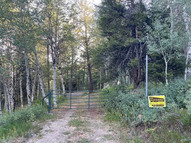 Gravel driveway entry featuring a green metal gate, surrounded by mature deciduous and evergreen trees