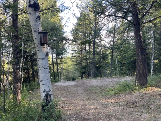 Wooded lot featuring mature trees including aspens and evergreens