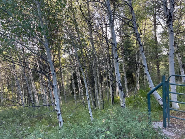 Dense woodland property featuring numerous mature aspen trees with white bark, lush undergrowth, and a dark green metal gate