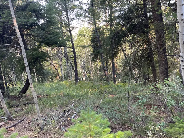 Wooded lot featuring mature pine and aspen trees, natural ground cover, and scattered fallen branches