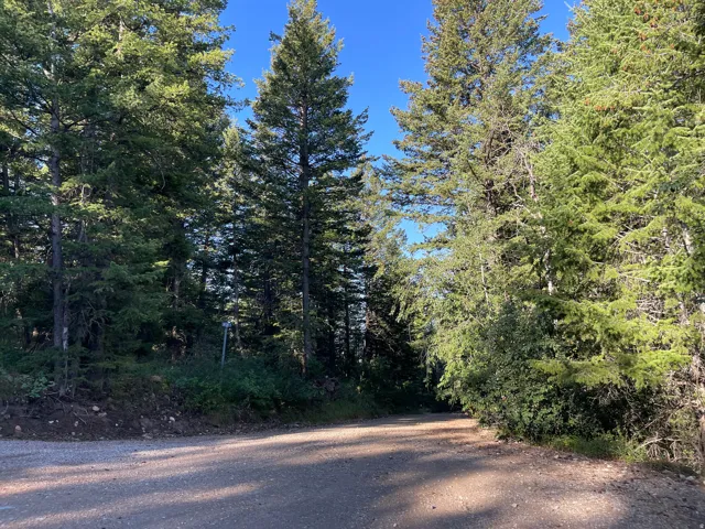 Gravel road surrounded by mature evergreen trees