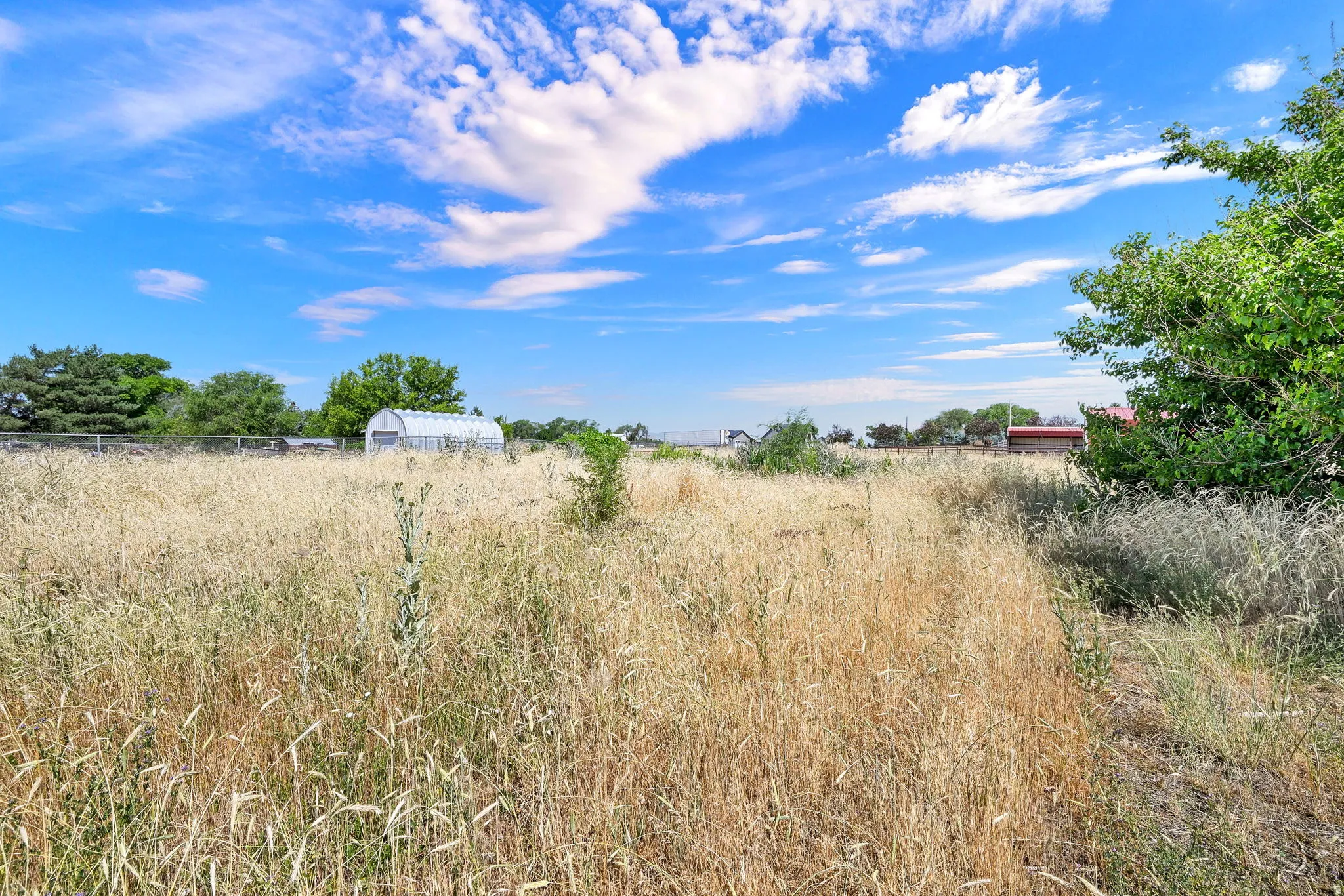 Expansive field with natural grasses