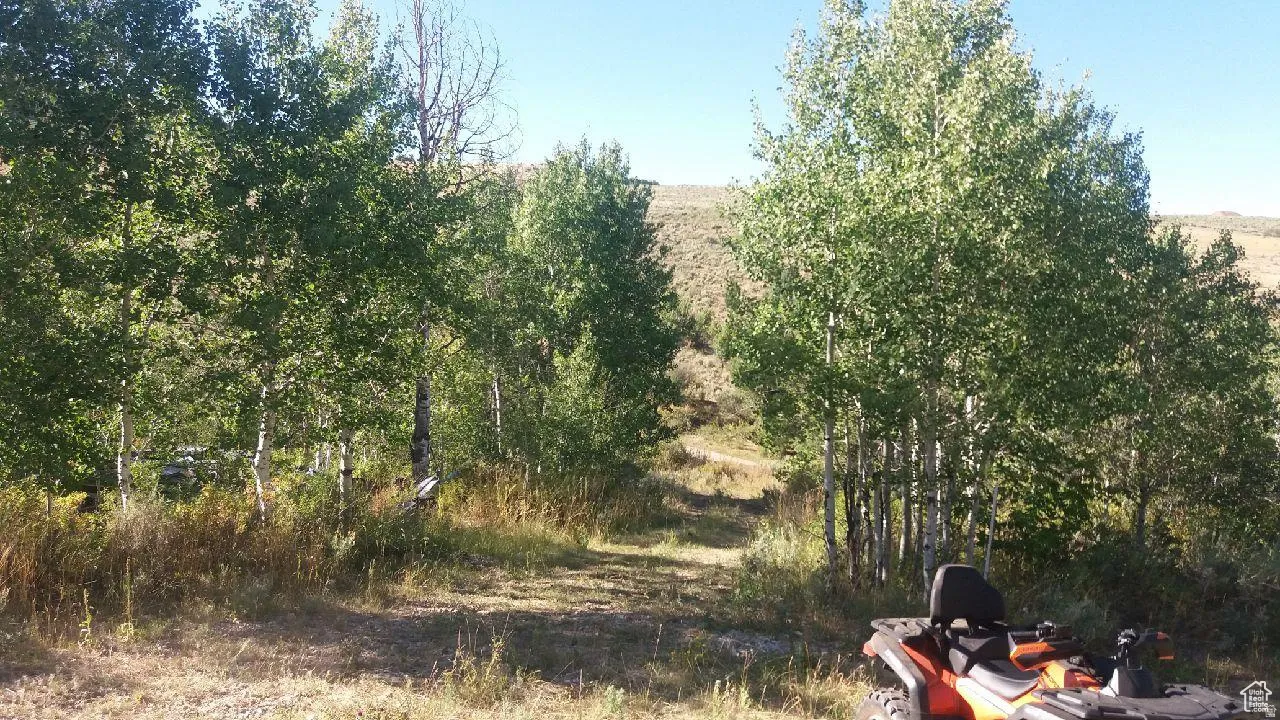 Expansive natural terrain featuring mature trees and a clear pathway