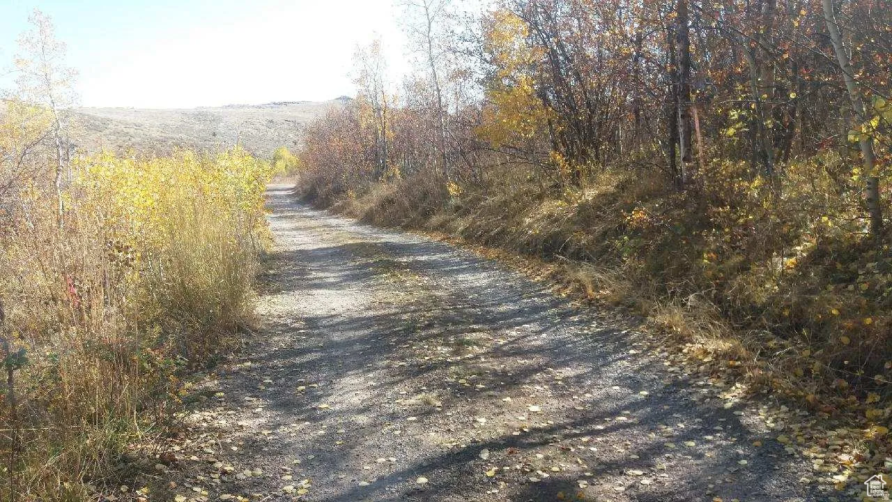 Gravel pathway bordered by mature trees and natural vegetation