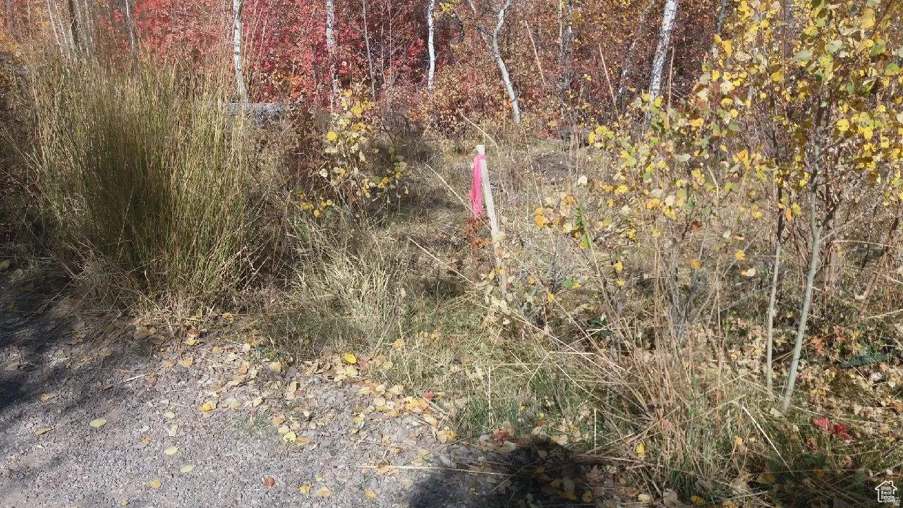 Natural landscape featuring diverse foliage and a gravel ground surface