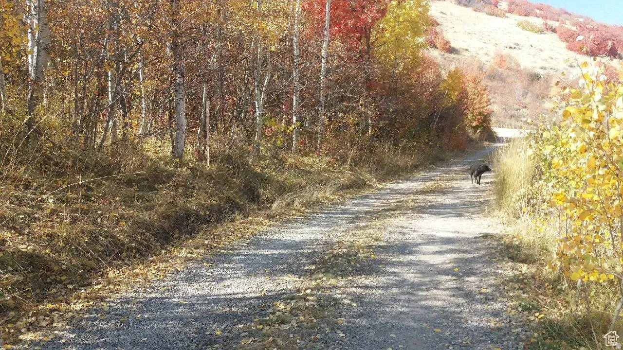 Gravel road bordered by natural foliage, with a distant hillside backdrop