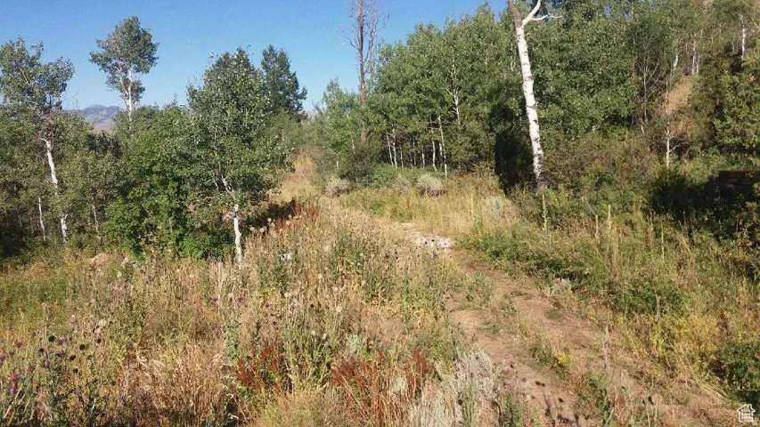 Natural landscape with mature deciduous trees and a variety of wild grasses